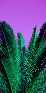 Palm,Branches,Nature,Plant,Leaves,Violet,Branch,Purple