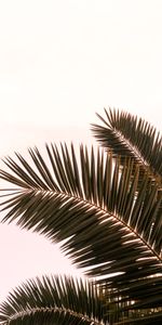 Planter,Feuilles,Branches,Plante,Nature,Sky,Paume