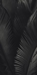 Palm,Bw,Chb,Texture,Leaves,Textures