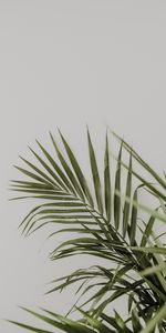 Palm,Leaves,Plant,Minimalism