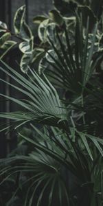 Palm,Serenoa,Flowers,Leaves,Plant