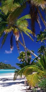 Mer,Paysage,Plage,Palms