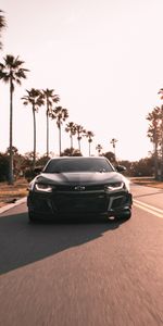 Palms,Cars,Road,Asphalt,Front View,Chevrolet,Chevrolet Camaro