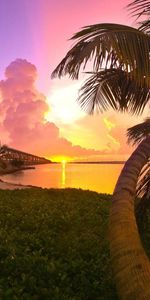 Palms,Nature,Sunset,Sea,Landscape