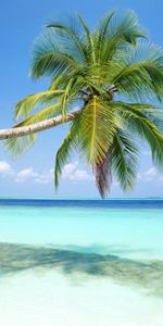 Palms,Plants,Landscape,Sea,Beach