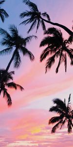 Palms,Sky,Clouds,Bottom View,Tropics,Nature