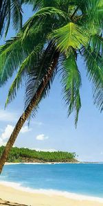 Verano,Palms,Mar,Playa,Paisaje