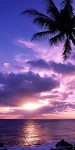 Palms,Sunset,Sun,Sky,Sea,Landscape