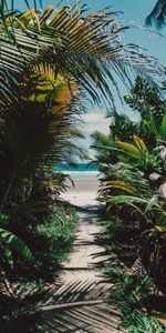 Fourré,Fourrés,Nature,Sable,Île,Palms,Tropical,Plage