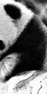 Panda,Muzzle,Color,Bw,Chb,Animals