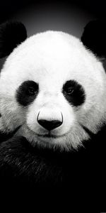 Animaux,Bears,Pandas