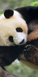 Animaux,Bears,Pandas