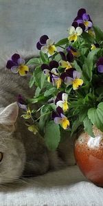 Pansies,Bouquet,Ceramics,British,Animals,Flowers,Vase,Cats