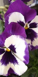 Pansies,Flower,Close Up,Pot,Flowers