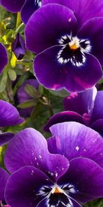 Pansies,Flowerbed,Flower Bed,Close Up,Flowers