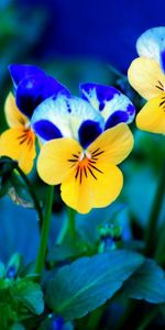 Pansies,Glade,Flowers,Polyana