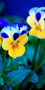 Pansies,Plants,Flowers