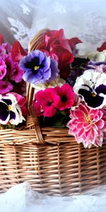 Pansies,Typography,Registration,Cloth,Basket,Dahlia,Petunia,Flowers