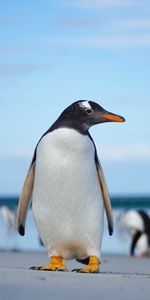 Animaux,Manchot Papou,Faune,Manchot,Pingouin,Oiseau