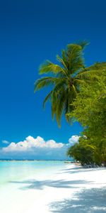 Paradise,Coast,Tropics,Palms,Ocean,Nature,Beach