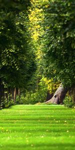 Pelouse,Parc,Ruelle,Pister,Nature,Le Parc,Piste,Feuilles,Été,Arbres