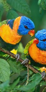 Parrots,Animals,Birds