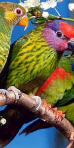 Parrots,Animals,Birds