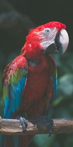 Parrots,Bird,Motley,Macaw,Animals,Multicolored