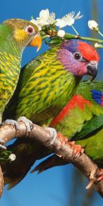 Parrots,Branch,Animals,Birds,Motley,Multicolored