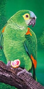 Parrots,Branch,Macaw,Bright,Bird,Art