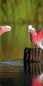 Parrots,Color,Sweep,Animals,Rivers,Feather,Wood,Wooden,Wave,Stump,Birds