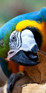 Parrots,Motley,Animals,Bird,Beak,Multicolored