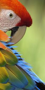 Parrots,Multicolored,Motley,Animals,Feather,Beak