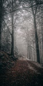 Path,Foliage,Autumn,Fog,Trees,Forest,Nature