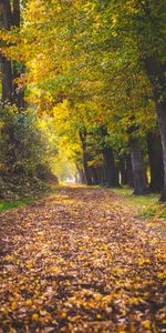 Path,Foliage,Trees,Autumn,Nature,Park