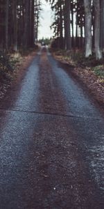 Path,Grass,Trees,Nature,Road