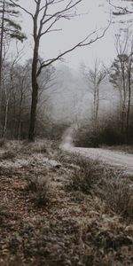 Path,Hoarfrost,Nature,Trees,Fog,Frost,Autumn,Forest