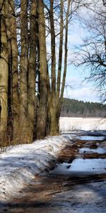 Naturaleza,Nieve,Camino,Bosque,Primavera,Árboles