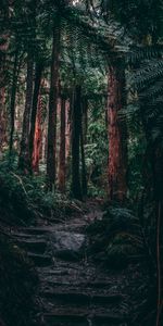 Jungle,Fougère,Nature,Forêt,Chemin,Arbres,Tropiques