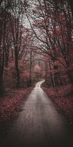 Path,Stroll,Trees,Nature,Autumn,Forest