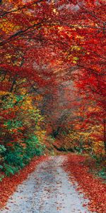 Camino,Sendero,Caído,Otoño,Follaje,Naturaleza