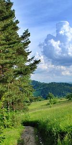 Forêt,Nature,Arbres,Piste,Chemin,Été