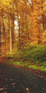 Chemin,Automne,Nature,Forêt,Arbres