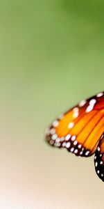 Patterns,Macro,Bright,Insect,Wings,Butterfly