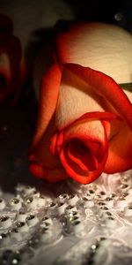 Patterns,Paire,Coupler,Macro,Une Rose,Rose