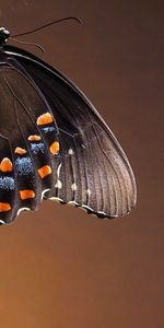 Patterns,Macro,Wings,Butterfly