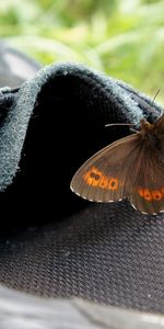 Patterns,Macro,Wings,Butterfly