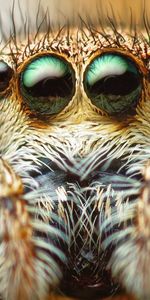 Paws,Spider,Macro,Hair,Eyes