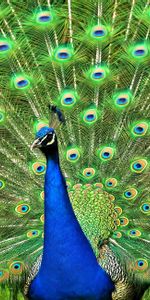 Peacock,Animals,Bird,Tail