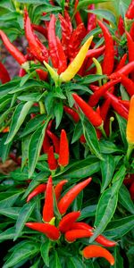 Lit,Lit De Jardin,Pepper,Chili,Nourriture